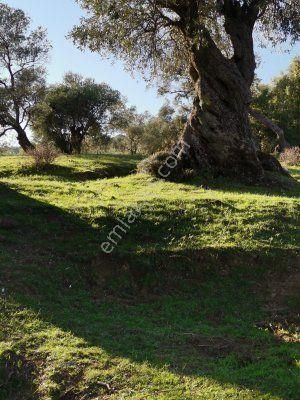 Bayındır Çeniklerde Tek Tapu Zeytinlik 1420m Kare - Görsel 4