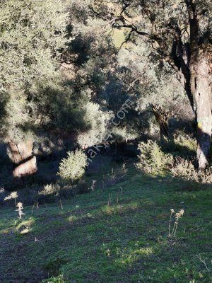Bayındır Çeniklerde Tek Tapu Zeytinlik 1420m Kare - Görsel 5