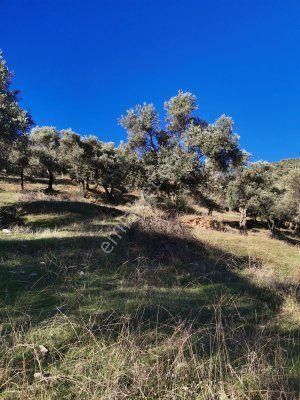 Bayındır Çeniklerde Tek Tapu Zeytinlik 1420m Kare - Görsel 13