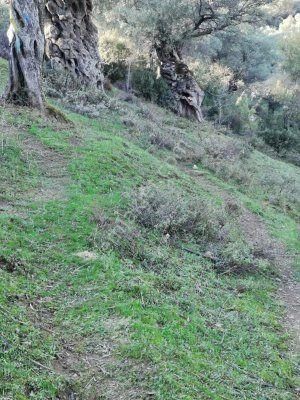 Bayındır Çeniklerde Tek Tapu Zeytinlik 1420m Kare - Görsel 6