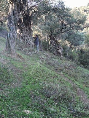 Bayındır Çeniklerde Tek Tapu Zeytinlik 1420m Kare - Görsel 8