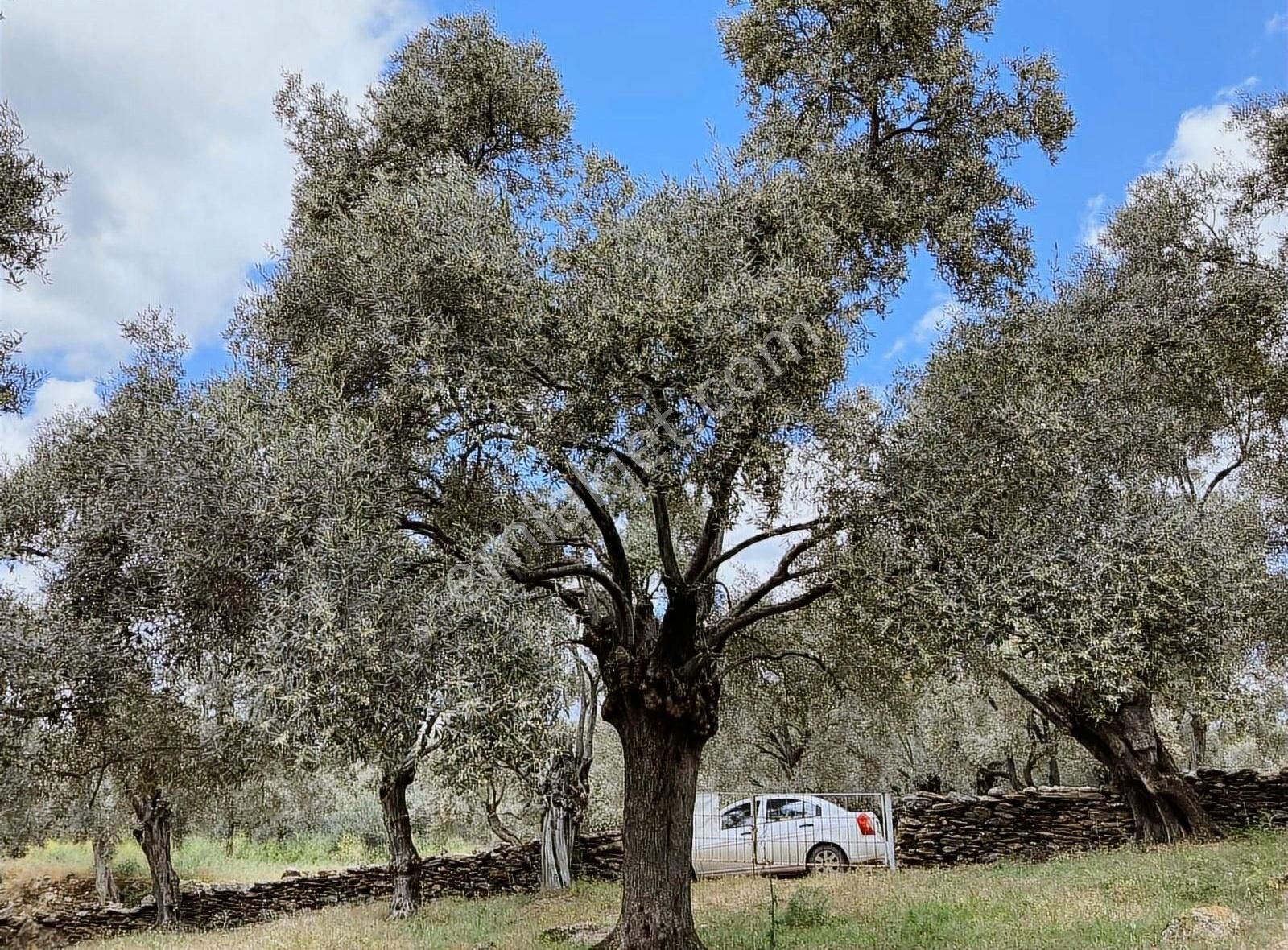 Milas Kızılcakuyu Satılık Zeytinlik Harika Konum Ödüllü Zeytin Ağaçları Bulunan Yola Sıfır Zeytinlik