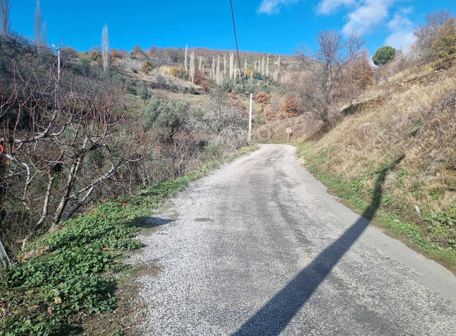 Bayındır Osmanlar Satılık Bağ & Bahçe İzmir Bayındır Osmanlar Köyünde Asfalt Yola Sıfır Kiraz Bahçesi.