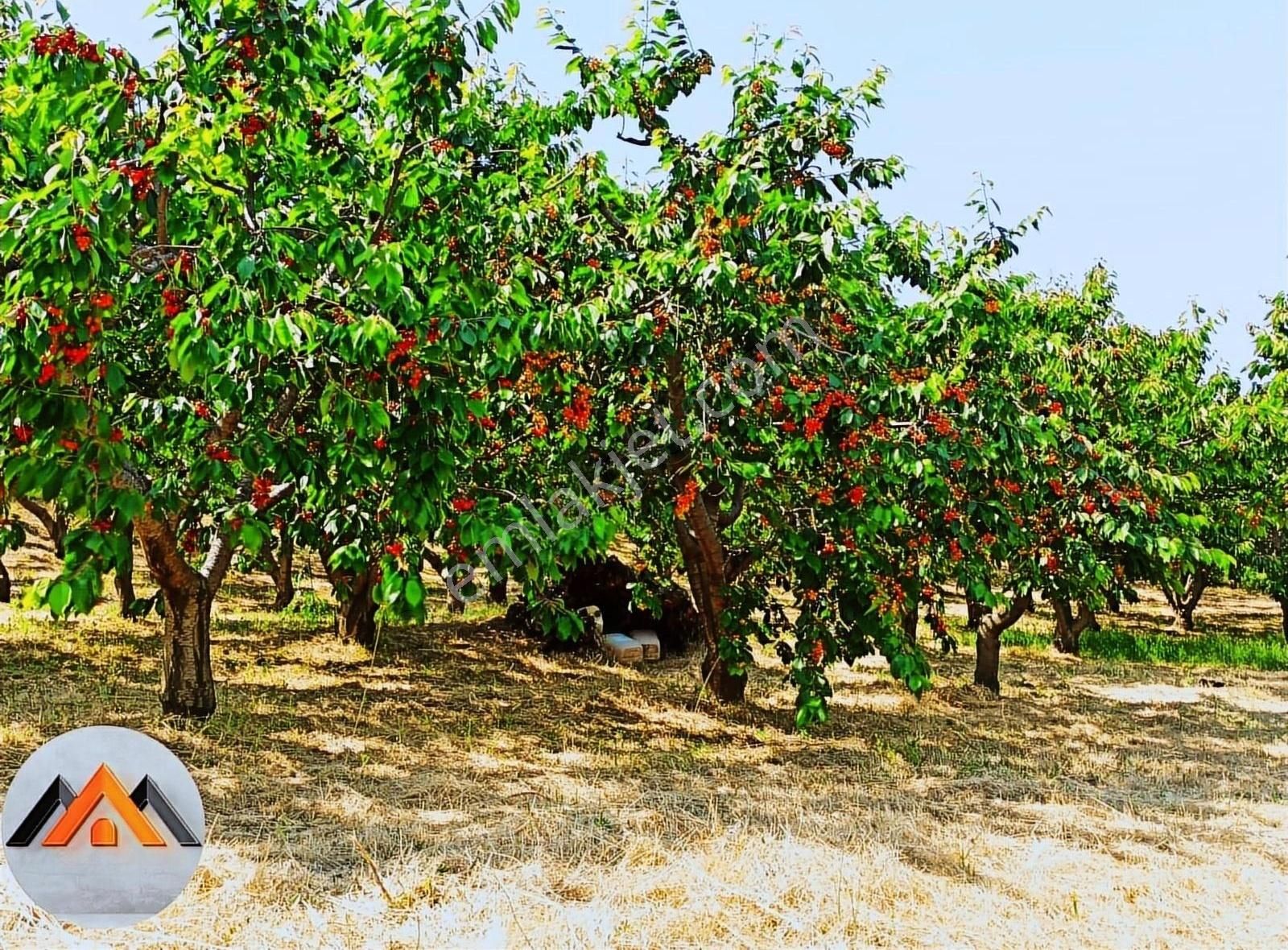 Bayındır Balcılar Satılık Bağ & Bahçe Rosa Gayrimenkul'den Satılık Kiraz Bahçesi