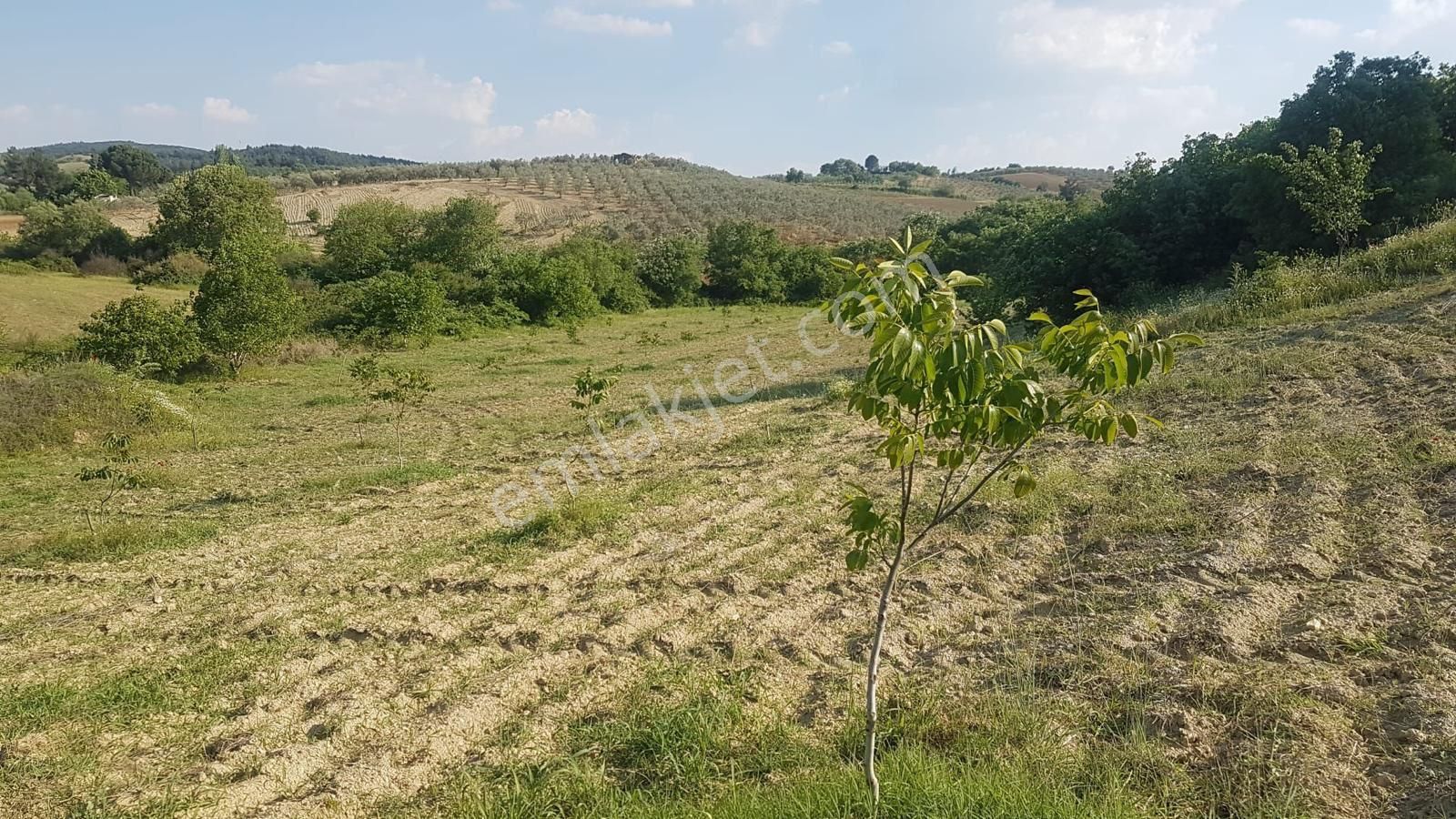 Salihli Kurttutan Satılık Bağ & Bahçe Acill Manisa Salihli Kurttuhan Köyünde 75 Dönüm İçerisi Zeytin Ağaçlı Satılık Tarla(bağ Bahçe)