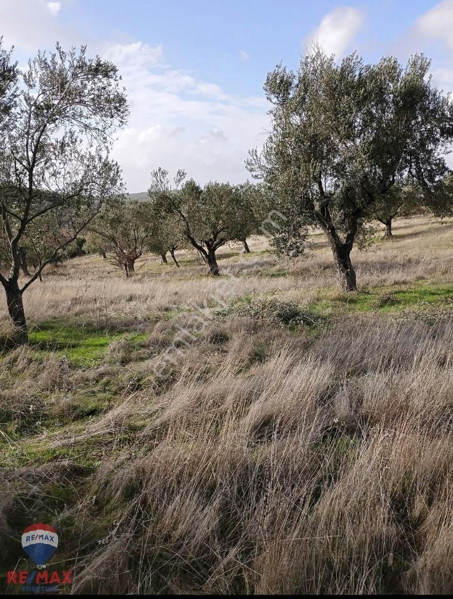 Bayramiç Örenli Köyü Satılık Tarla Bayramiç'de Getirisi Yüksek Zeytinlik