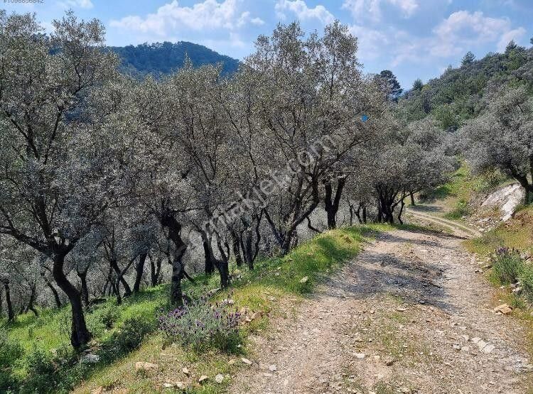 Bayındır Sarıyurt Satılık Zeytinlik Bayındır Sarıyurt Köyünde Satılık Zeytinlik