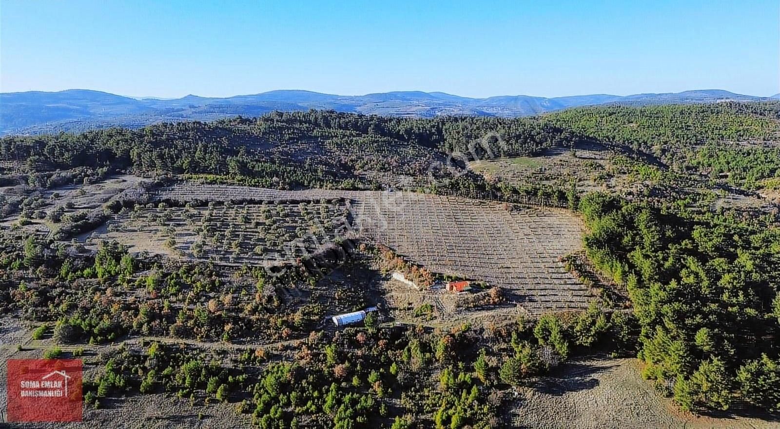 Soma Naldöken Satılık Zeytinlik Sevişler B. Manzaralı 40 Dönüm İçinde Evi Olan Şahane Zeytinlik!