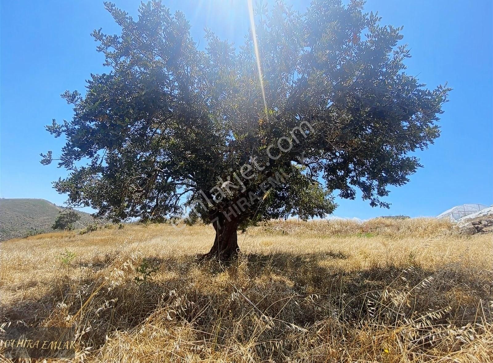 Kumluca Erentepe Satılık Tarla 07 Hira Emlaktan 23 Dönüm Güneş Enerjisine Uygun Yatırımlık Arsa