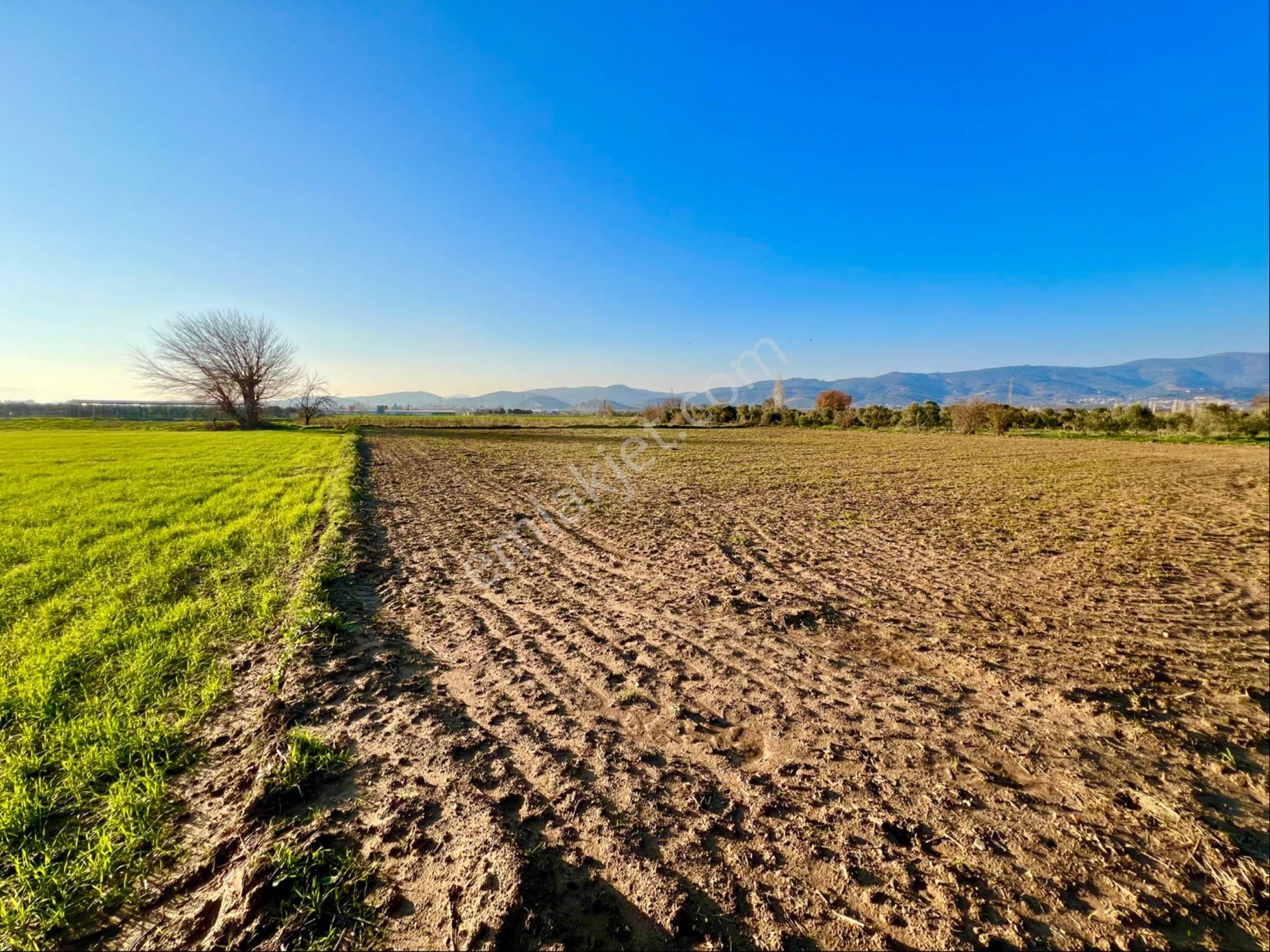 Bayındır Kızılcaova Satılık Tarla Bayındır Kızılcaova’da 3500 M2 Düz Yol Cepheli Tarla