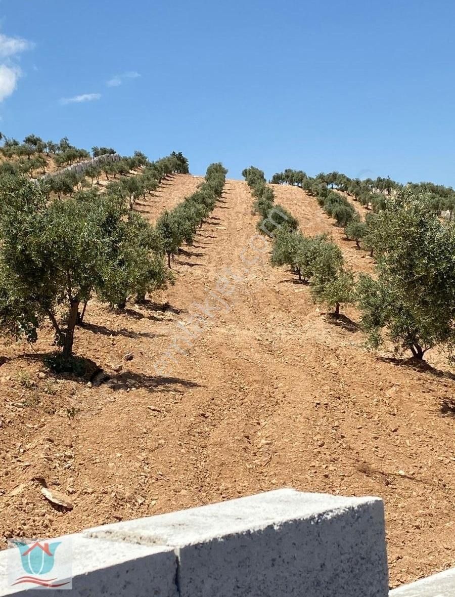 Şehitkamil Bilek Satılık Zeytinlik Bilek'te Etrafı Örülü, Kadastro Yolu Üzeri Zeytinlik