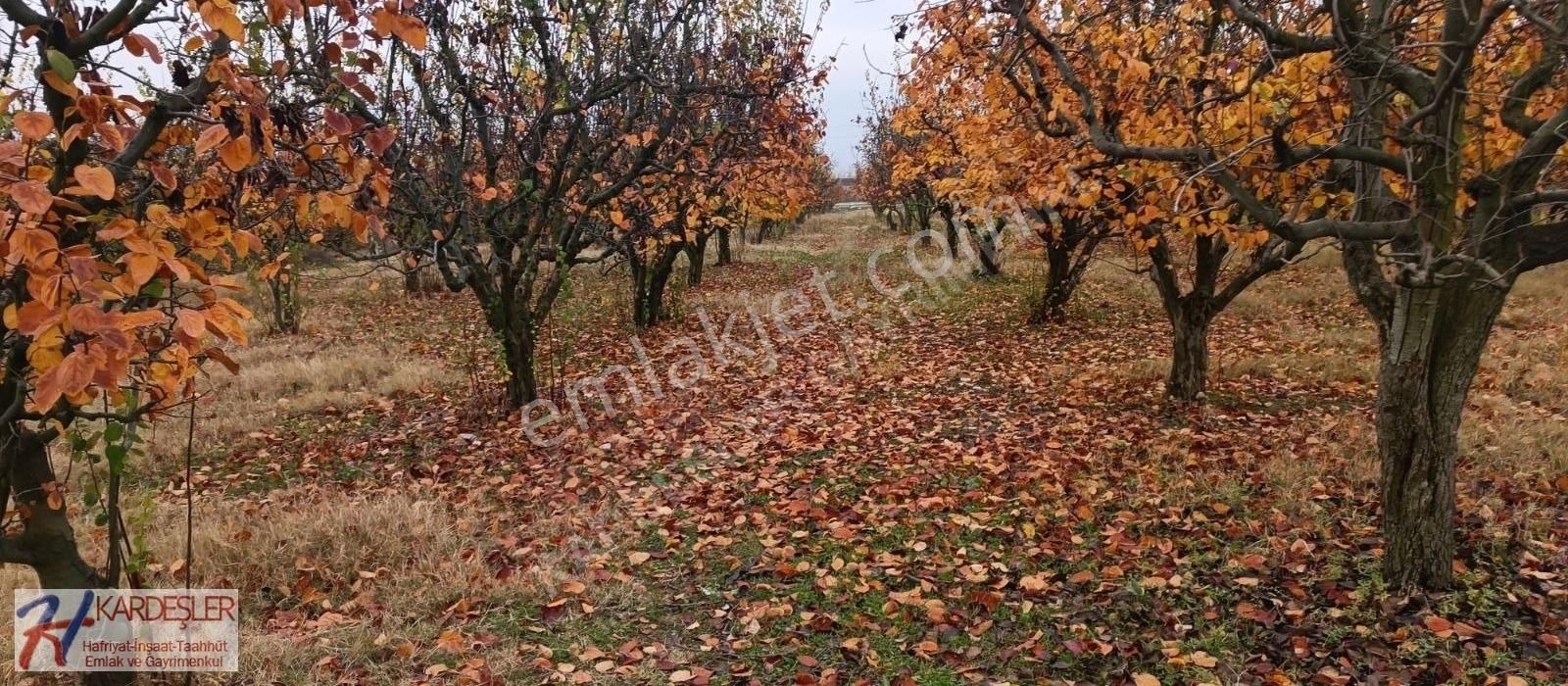 Pamukova Cumhuriyet Satılık Tarla Sakarya Pamukova Mekezde Yhth Sıfır Verimli Ayva Bahçesi