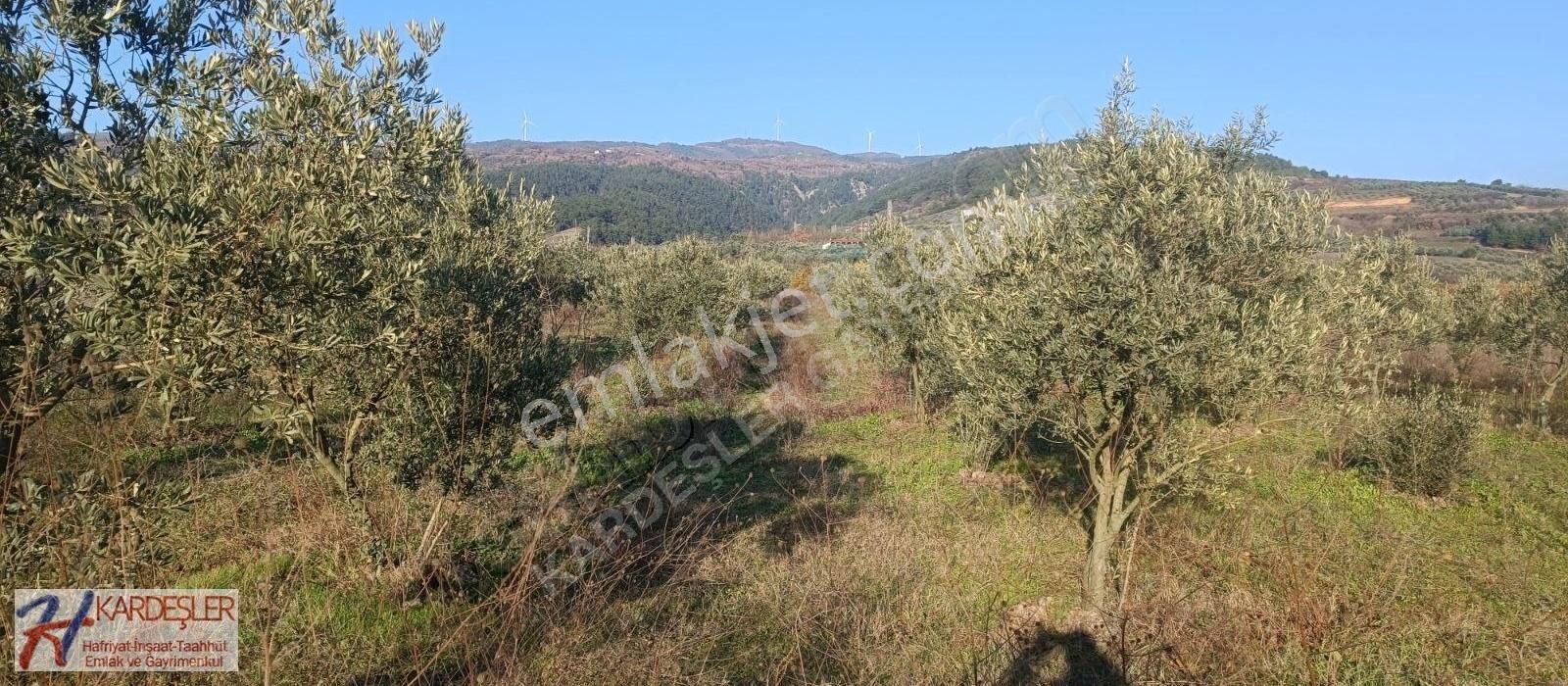 Geyve Doğantepe Satılık Tarla Sakarya Geyve Doğantepe Mah.anayola Cephe Bakımlı Zeytin Bahçesi