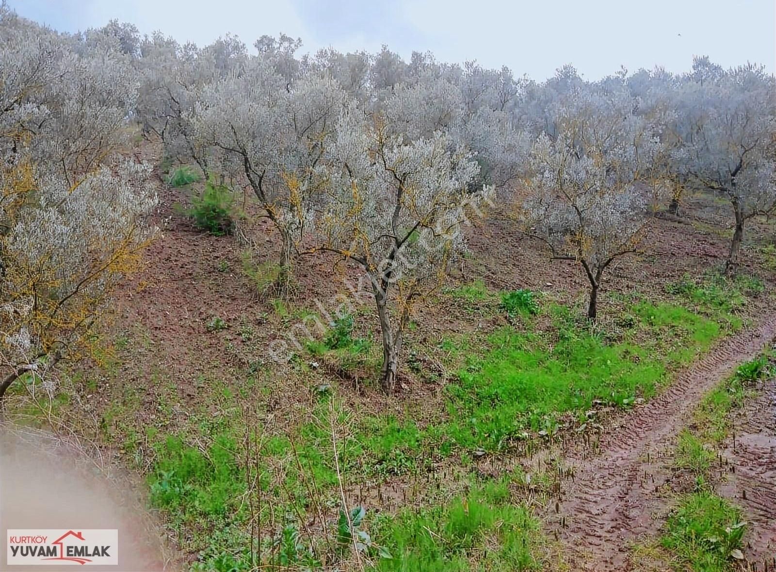 Gemlik Muratoba Satılık Zeytinlik Satılık Zeytinlik