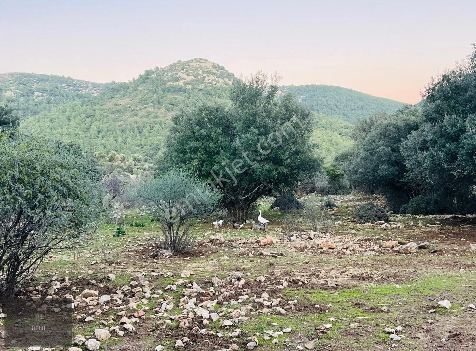 Bodrum Dağbelen Satılık Tarla Yalıkavak Dağbelen 'de Satılık Arsa