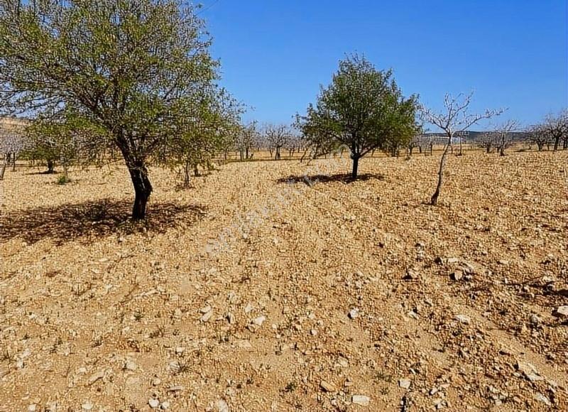 Eryavuz'dan Kızlar'da Müstakil Fıstıklık Kaçırılmayacak Fırsat - Görsel 10