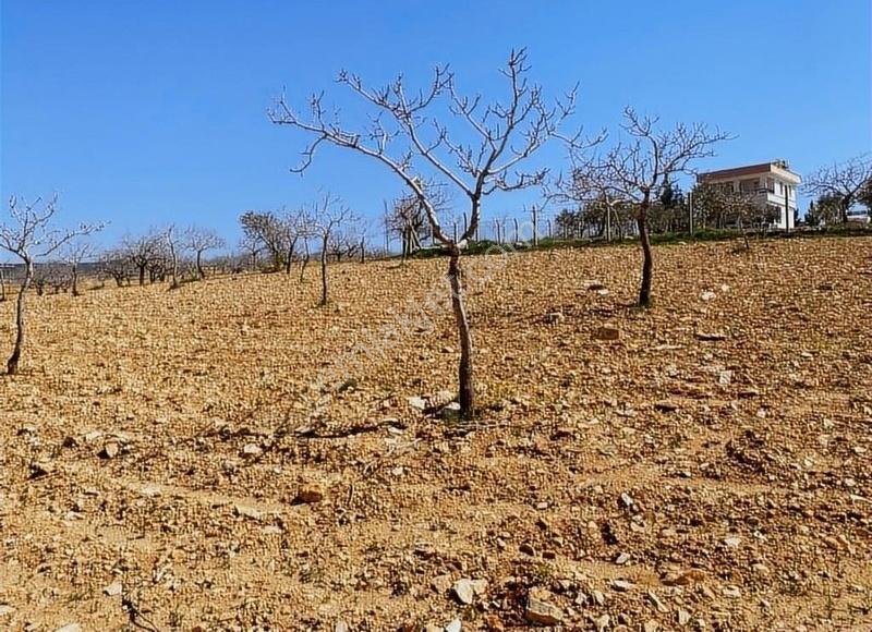 Eryavuz'dan Kızlar'da Müstakil Fıstıklık Kaçırılmayacak Fırsat - Görsel 6