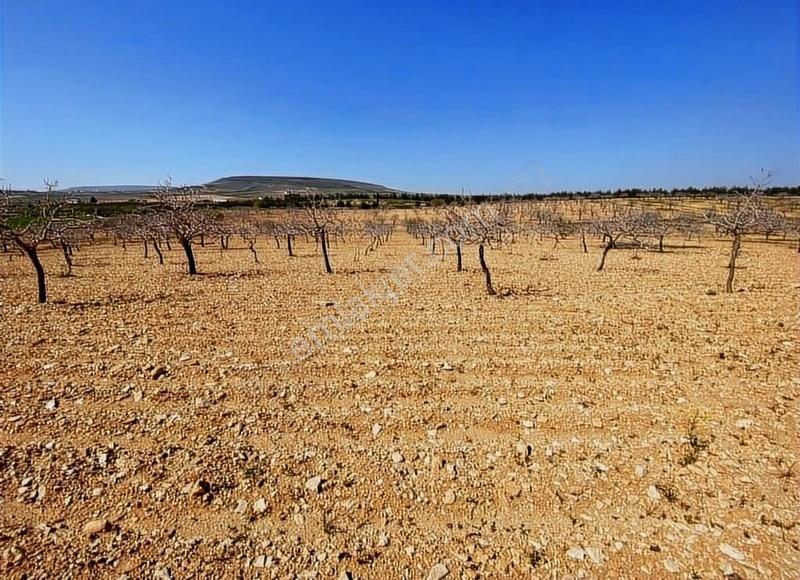 Eryavuz'dan Kızlar'da Müstakil Fıstıklık Kaçırılmayacak Fırsat
