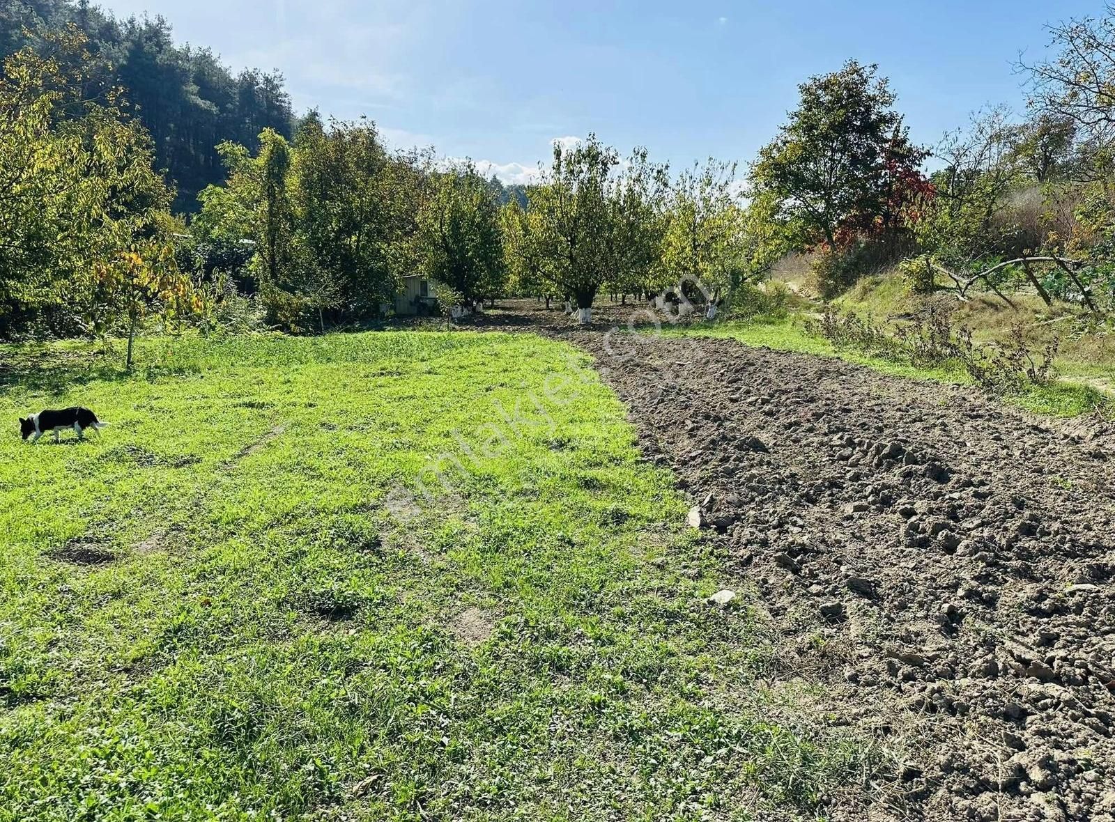 Osmangazi Çağlayan Satılık Tarla Bursa Osmangazi Çağlayan Köyünde Satılık Tarla