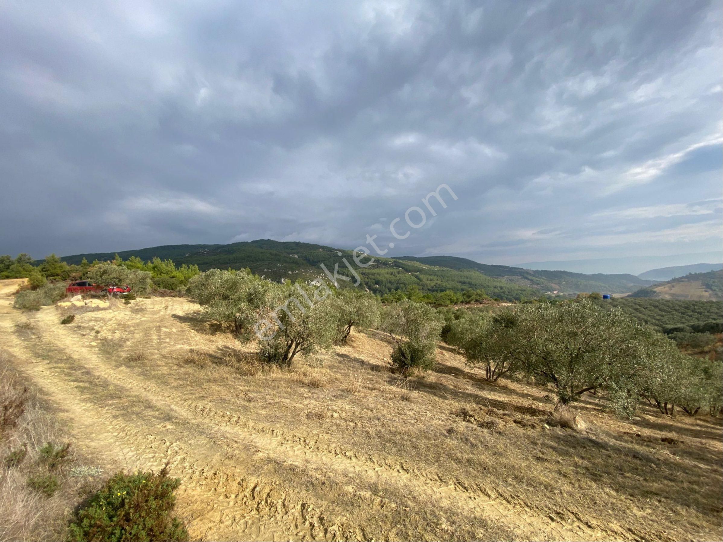 Kuşadası Türkmen Satılık Tarla Satılık Kuşadası Yaylaköy 9.250 Metre Kare Tek Tapu Tarla