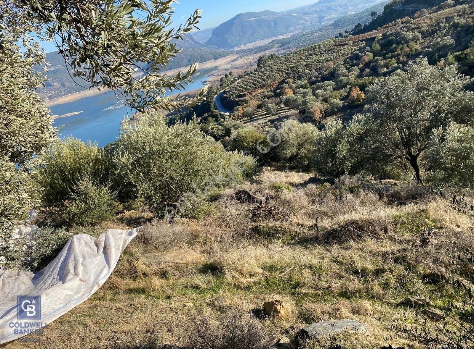 Bozdoğan Kızıltepe Satılık Zeytinlik Bozdoğan, Kızıltepe'de Satılık Zeytinlik !