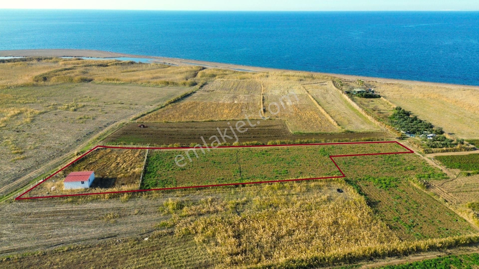 Ayvacık Babadere Köyü Satılık Tarla Ayvacık Kösederede Denize Yakın Konteynerli Satılık Hobi Bahçesi