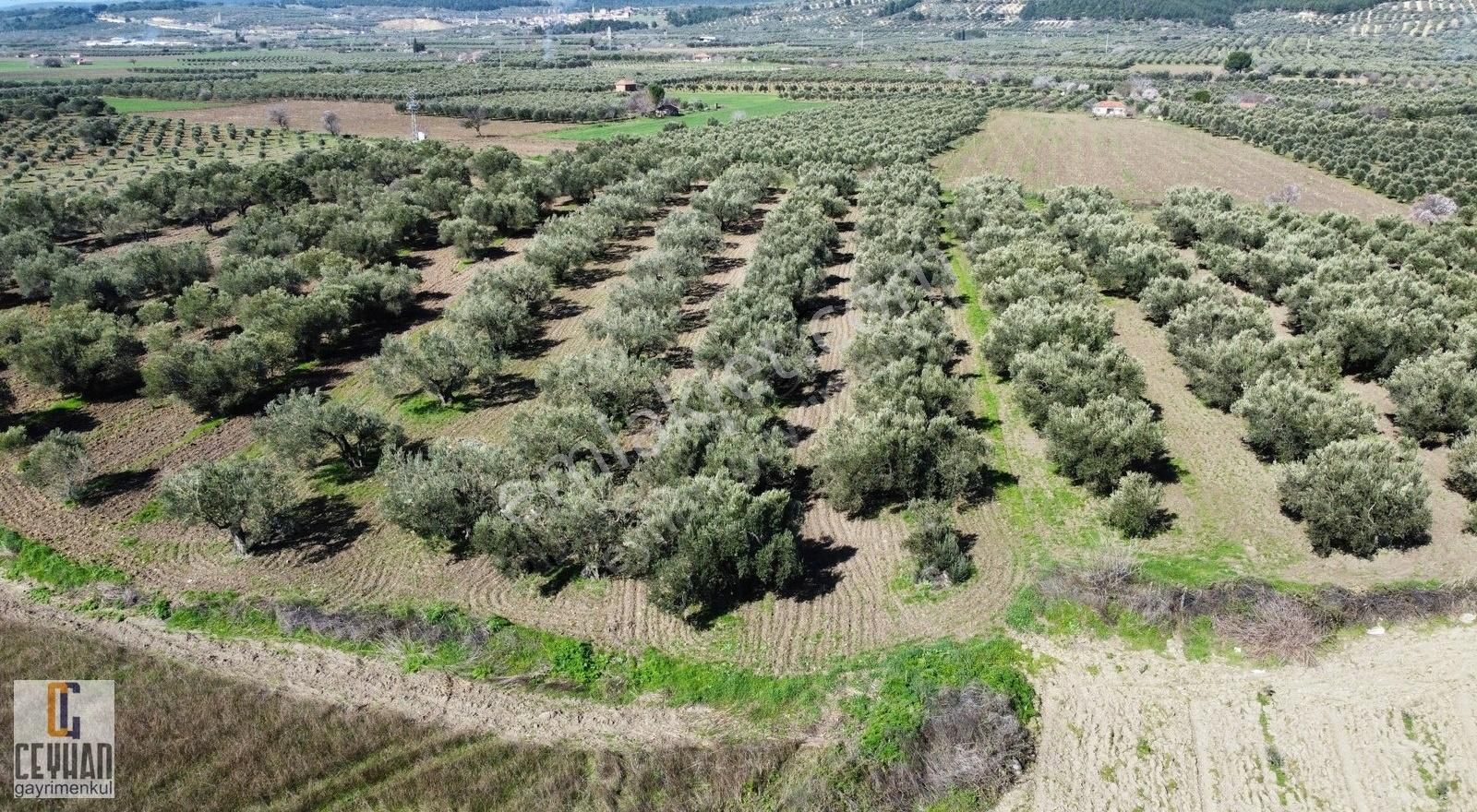 Kırkağaç Gelenbe Satılık Zeytinlik Gelenbe' De Satılık Zeytinlik