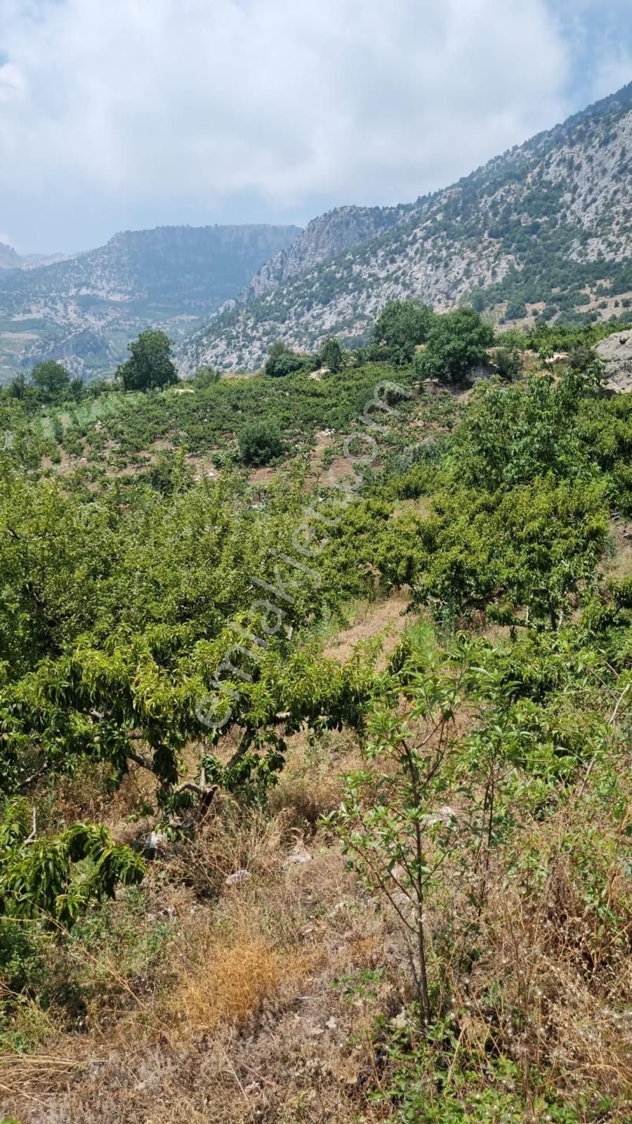 Mezitli Tepeköy Satılık Bağ & Bahçe Mersin Mezitli Tepeköy Mah.'de Satılık Şeftali Bahçesi