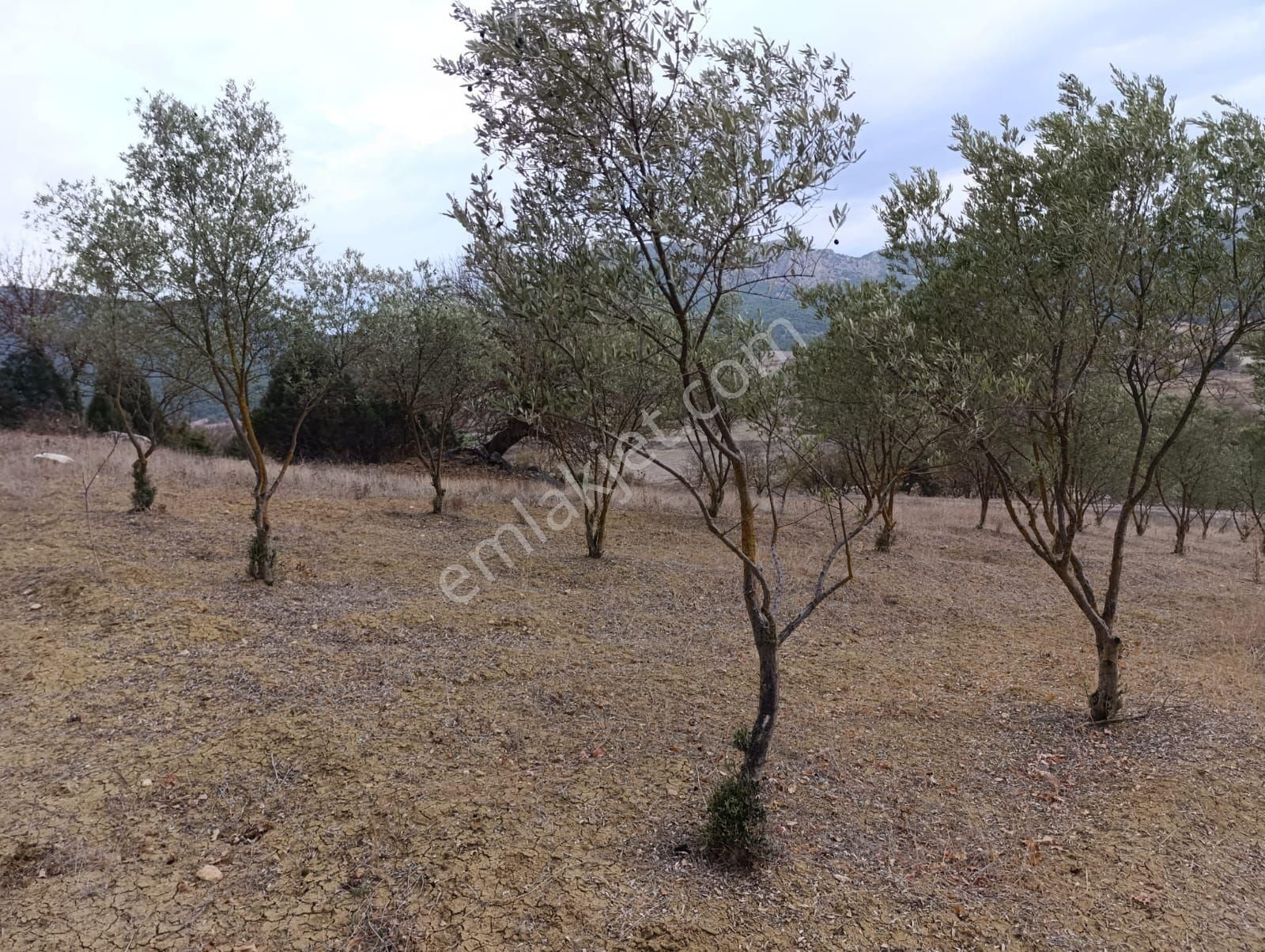 Bilecik Merkez Selbükü Köyü Satılık Tarla Bölgenin En Tercih Edilen Yerinde İçinde 60 Adet Zeytin Ağacı İle Uygun Fiyat