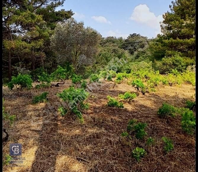 Kemalpaşa Yukarıkızılca Merkez Satılık Tarla İzmir Kemalpaşa Yukarıkızılca'da Satılık Arazi