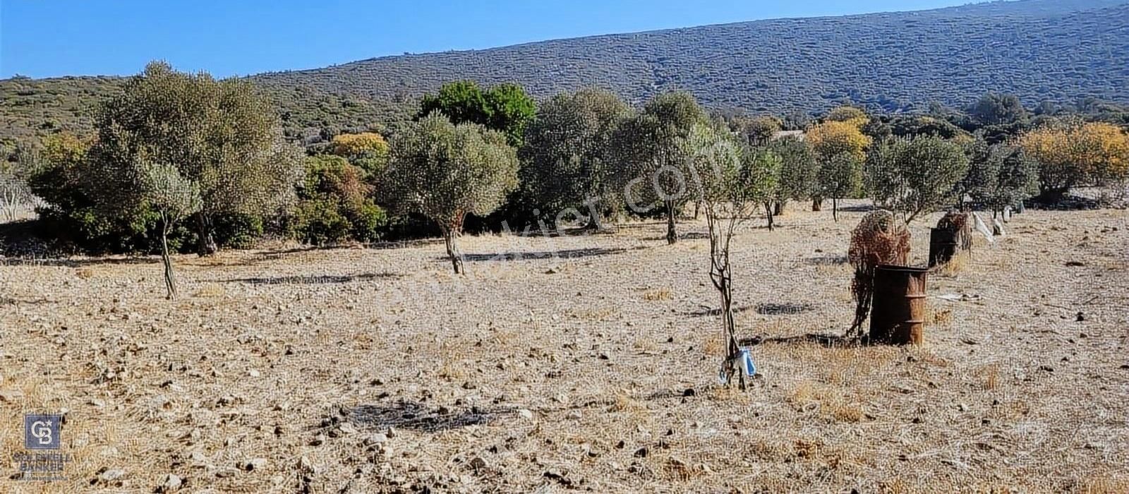 Urla Zeytineli Satılık Tarla Urla Zeytinelinde Müstakil Parsel Yatırımlık Tarla