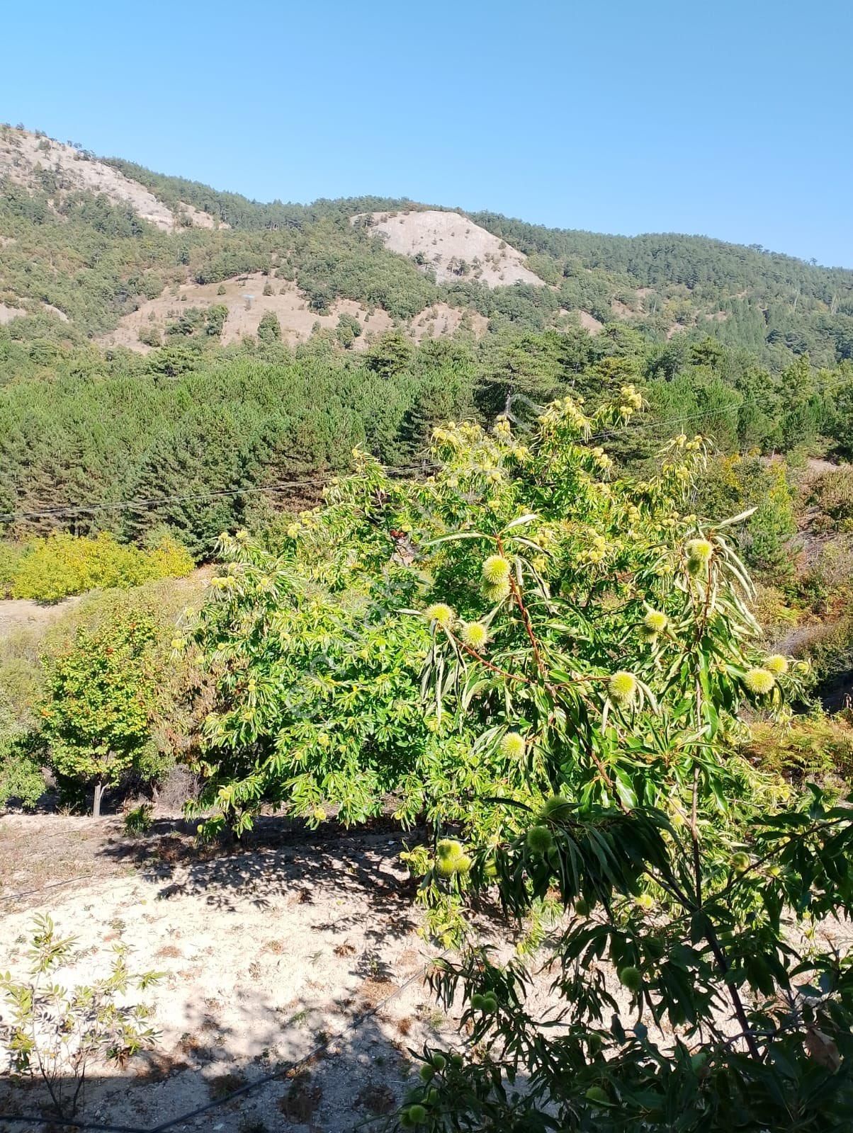 Sındırgı Yaylabayır Satılık Tarla Yaylabayır Yatırım Fırsatı