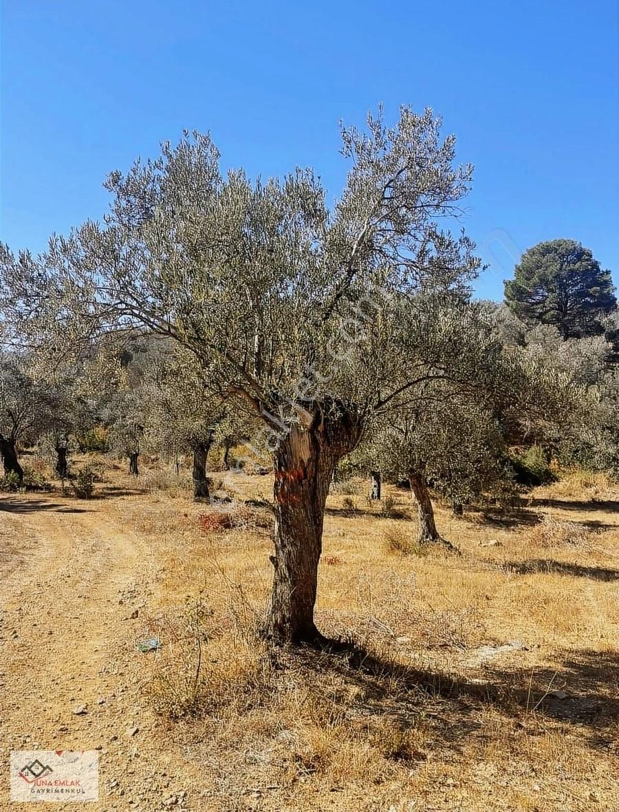 Gömeç Karaağaç Satılık Zeytinlik Deniz Manzaralı Ve E-87 Karayolu Cepheli Zeytinliğimiz...