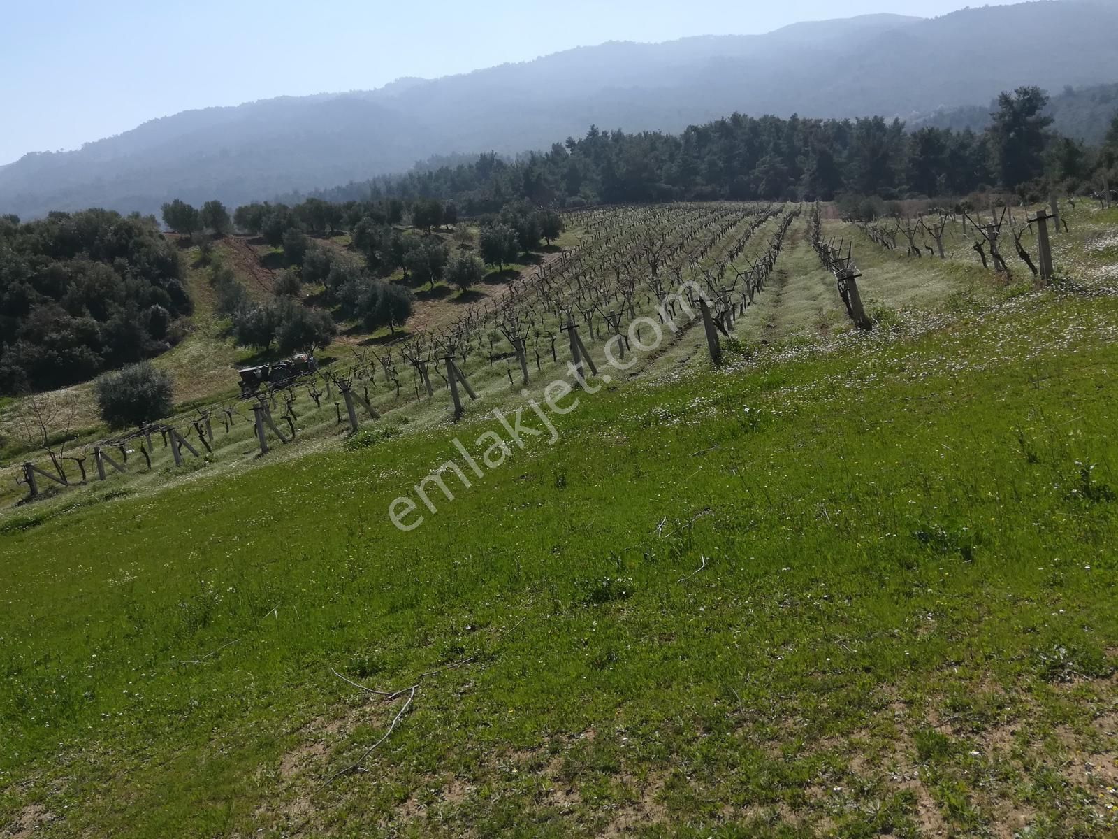 Ahmetli Alahıdır Satılık Tarla Sinan Emlak Ta Ahmetli Alahıdır Köyü 15850 M2 Zeytinlik Ve Bağ