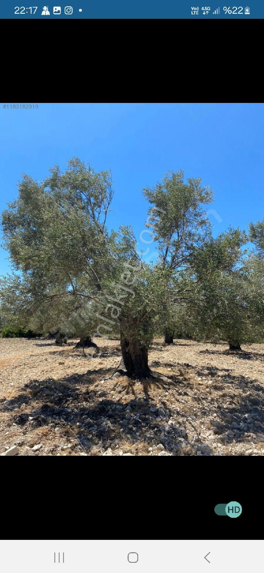 Ayvalık Küçükköy Satılık Zeytinlik Ayvalık Merkeze Yakın Deniz Manzaralı Mükemmel Arazi