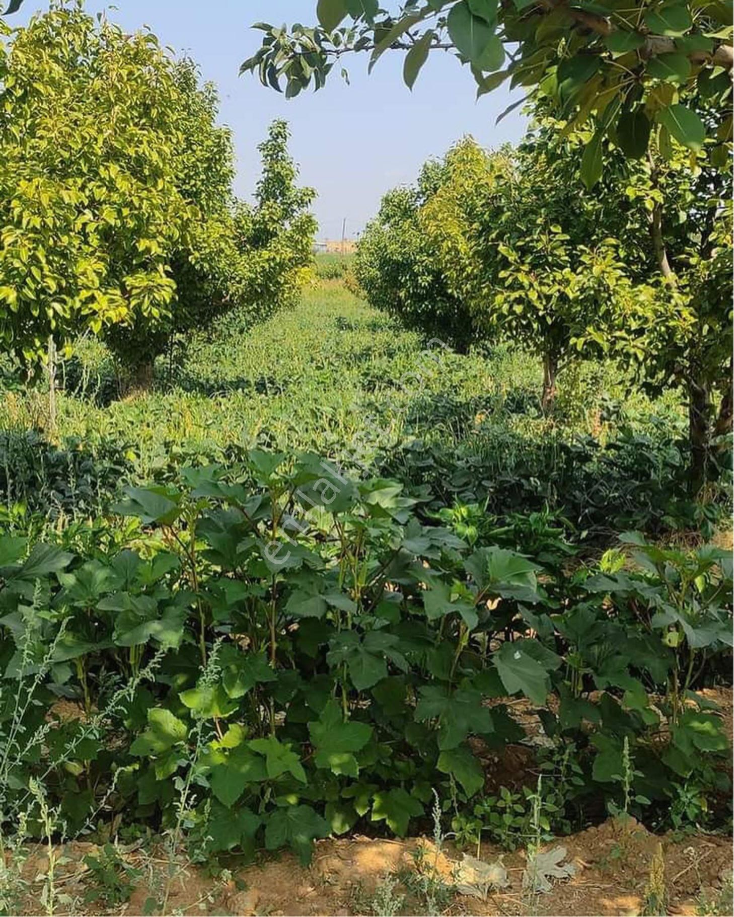 Turgutlu Ayvacık Satılık Bağ & Bahçe Serdar Emlak✅arazi-bahçe