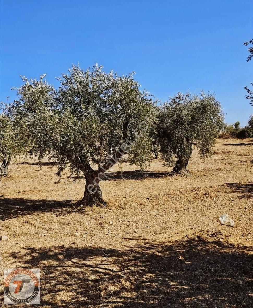 Kilis Merkez Şıh Mehmet Satılık Zeytinlik Tuğrul Emlaktan Fırsat Yol Üstü Zeytinlik 2.984m2