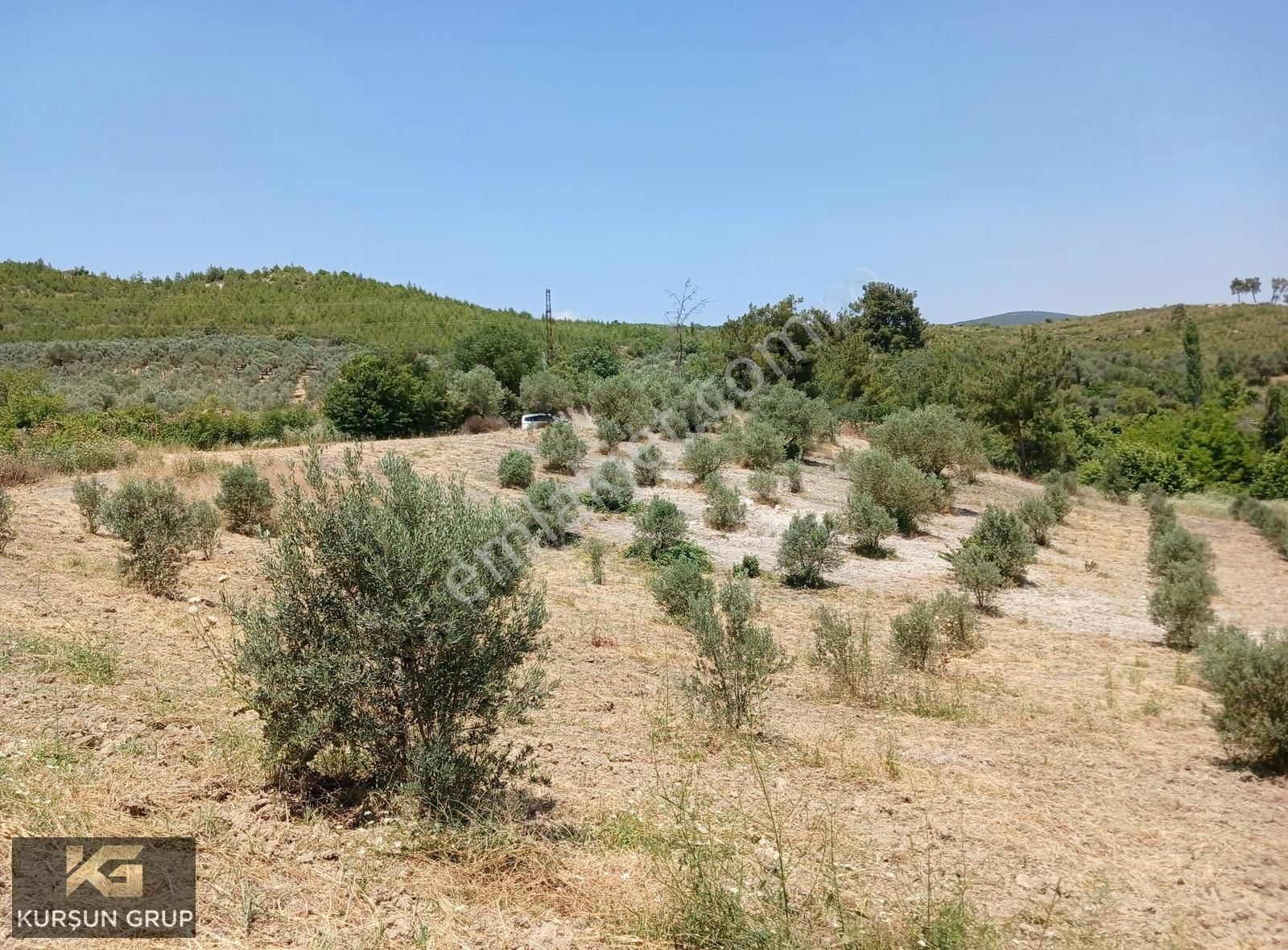 Şehzadeler Belenyenice Satılık Tarla Belenyenice Mh.yola Sıfır Uygun Fiyat Tek Tapu Zeytinlikli Tarla