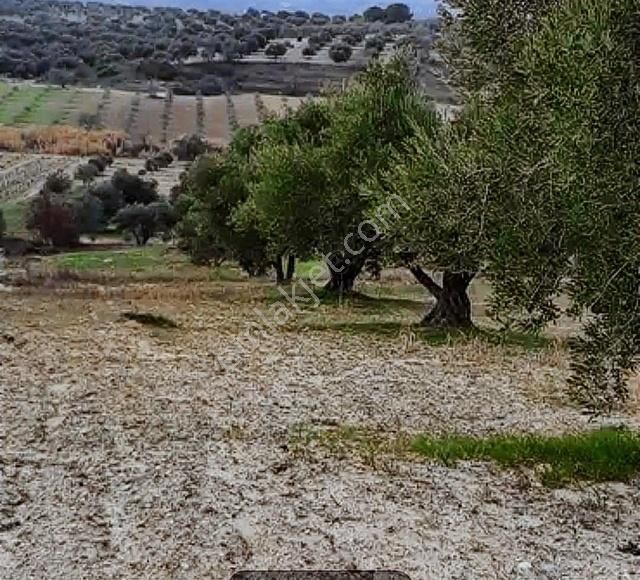 Saruhanlı Pınarbaşı Satılık Zeytinlik Pınarbaşında Satılık Müstakil Tapulu Zeytinlik