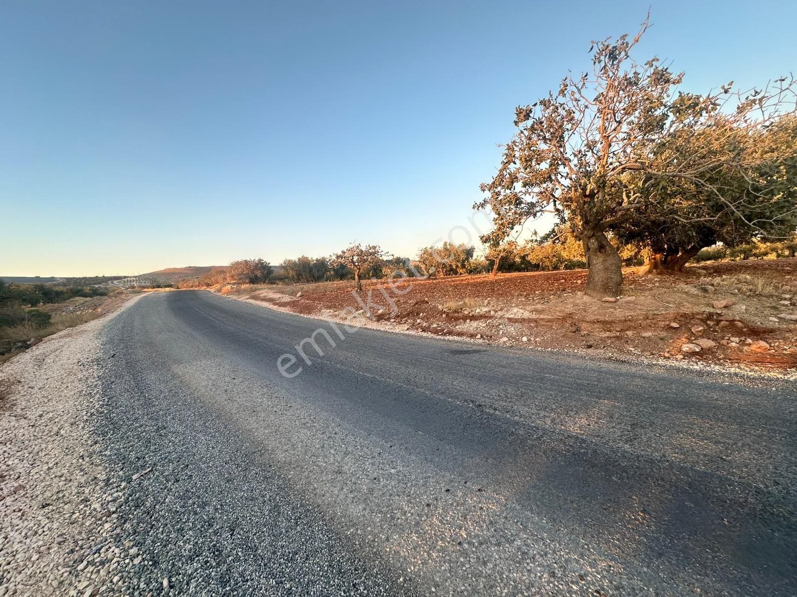 Şehitkamil Aşağı Arıl Satılık Tarla Asvalt Ustu Asagi Aril