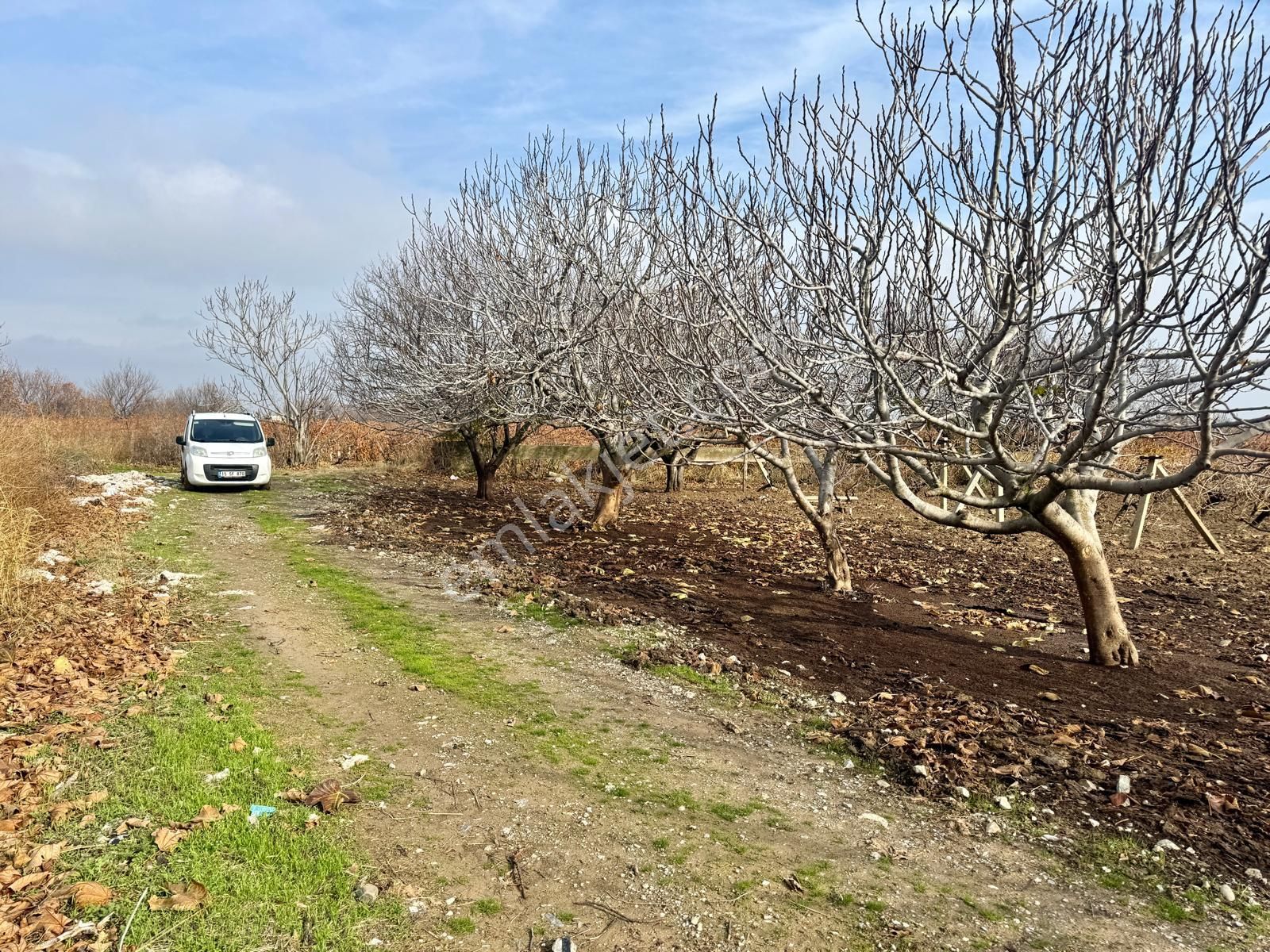 Şehzadeler Yukarıçobanisa Satılık Bağ & Bahçe Manisa Yukarıçobanisa Da 6.400 M2 Bağ , Genç Bağ , Tek Tapu