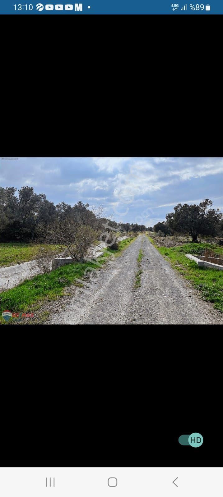 Ayvalık Kazım Karabekir Satılık Zeytinlik İda Kaan Emlaktan Ayvalık Ta Satılık Zeytinlik