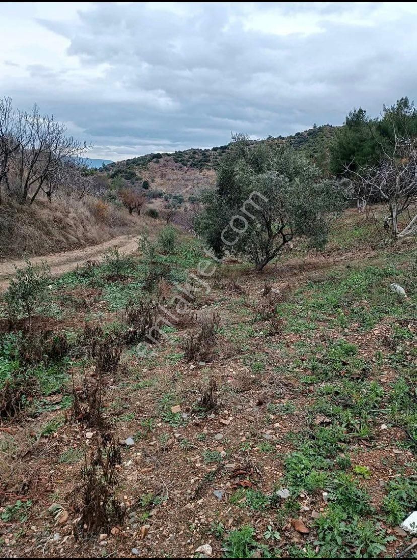 Turgutlu Dalbahçe Satılık Bağ & Bahçe Serdar Emlak✅arazi Bahçe