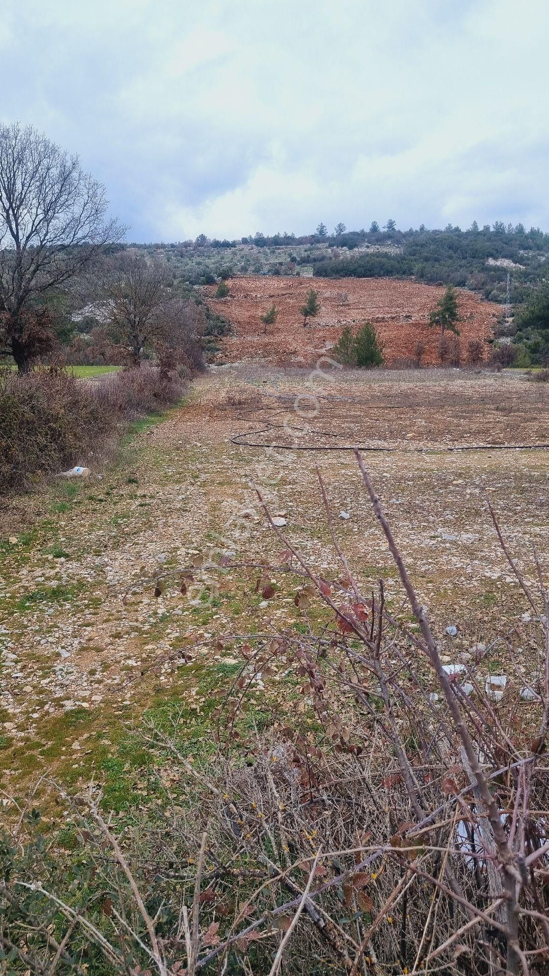 Menteşe Yenibağyaka Satılık Tarla Selda Kozalı'dan Yenibağyaka Mah 502m2 Satılık Tarla