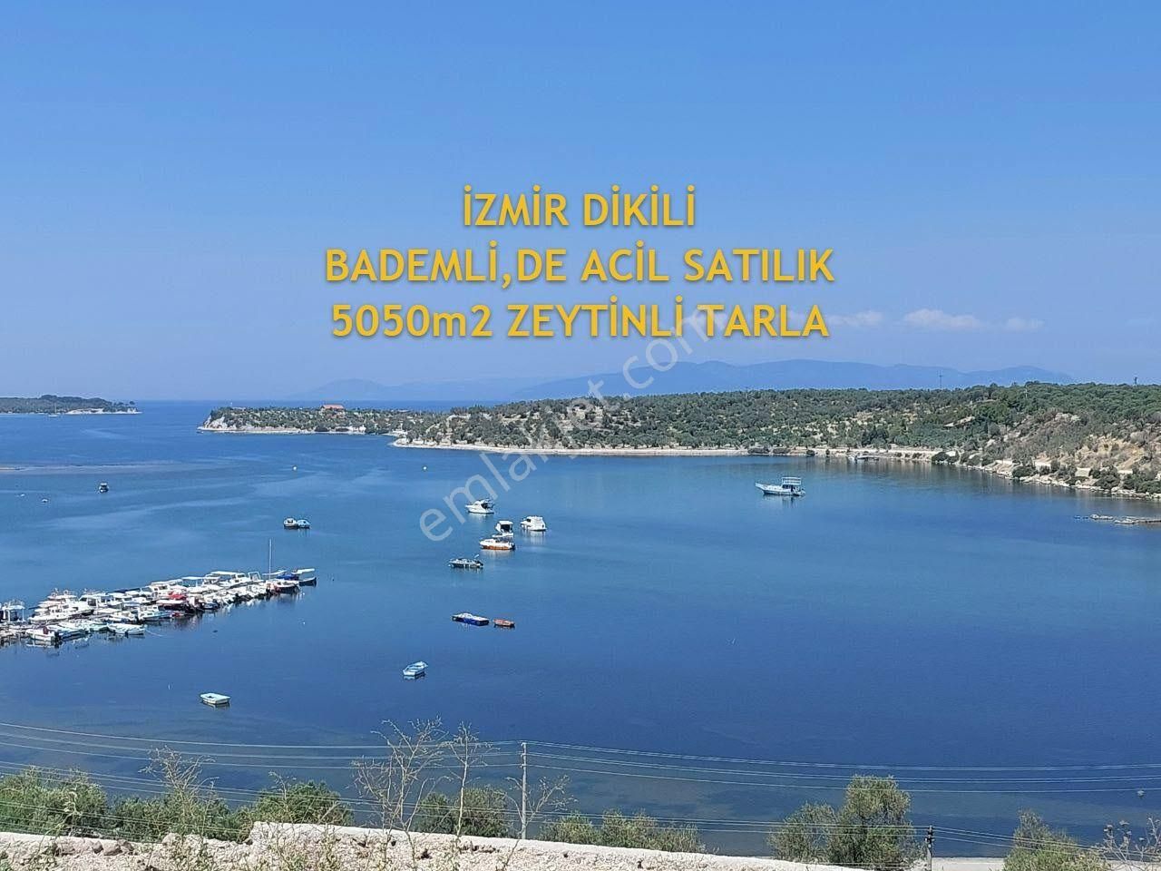 Dikili Bademli Satılık Tarla İzmir Dikili Bademli,de Acil Satılık 5050m2 Zeytinli Tarla