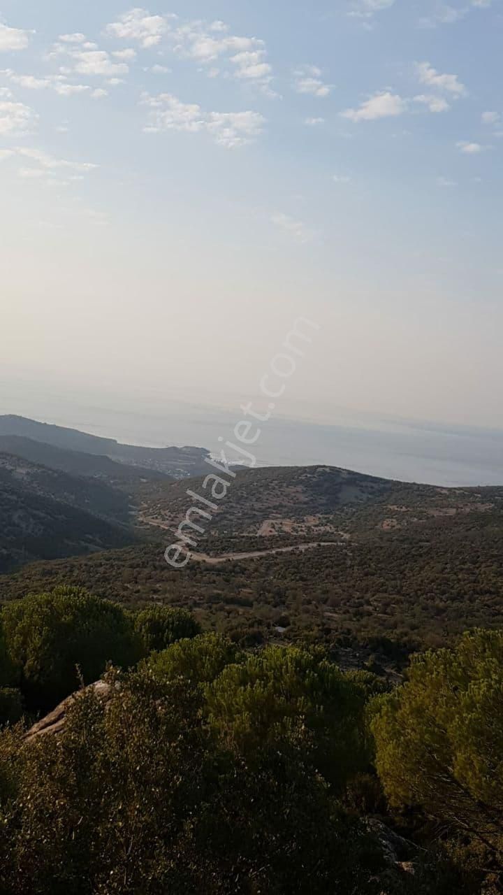 Dikili Merdivenli,de Karşısı Ege & Midilli Satılık On Dönüm Tarla - Görsel 3