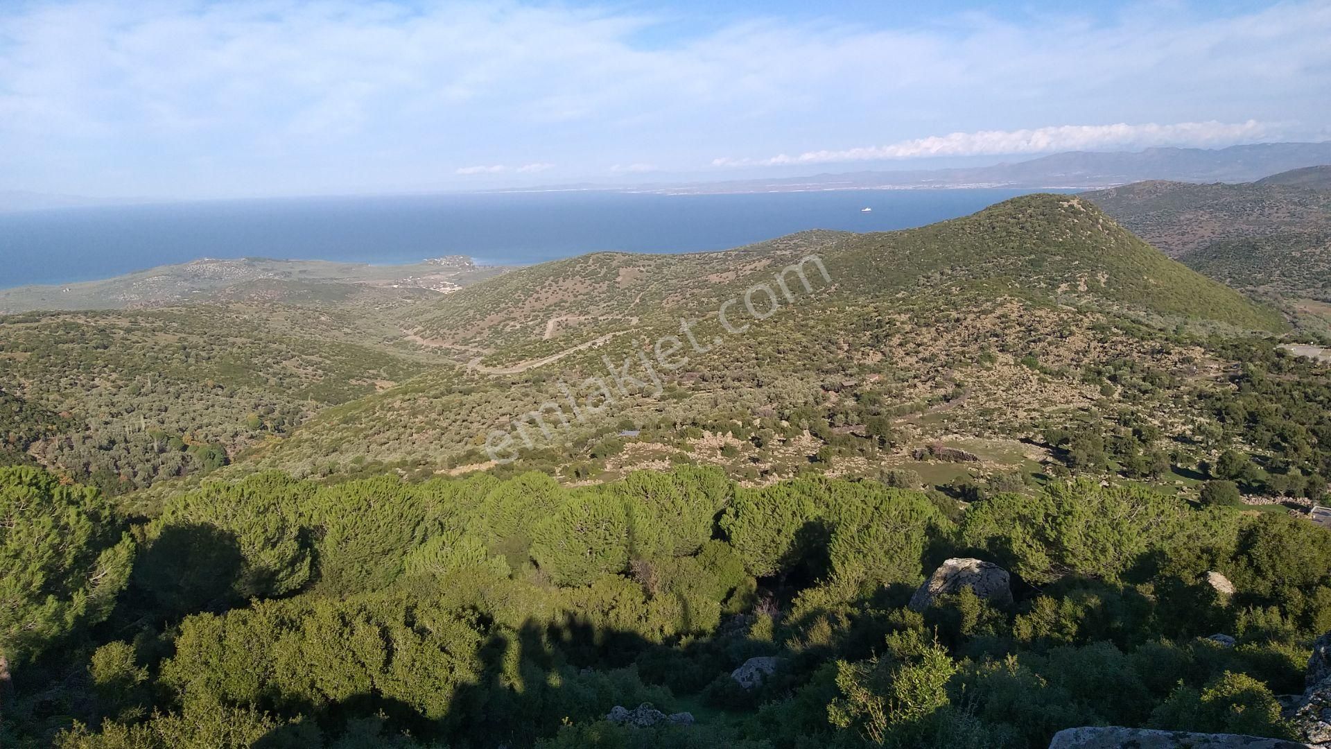 Dikili Merdivenli,de Karşısı Ege & Midilli Satılık On Dönüm Tarla - Görsel 2