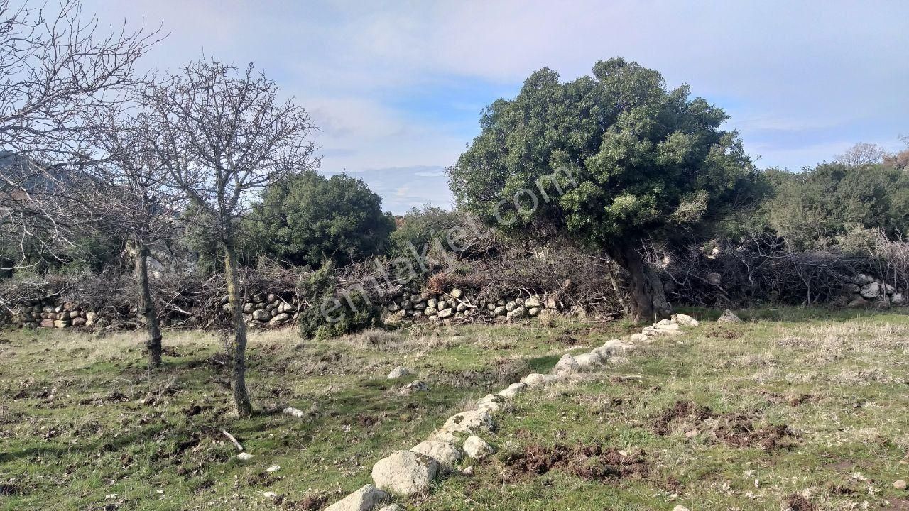 Dikili Merdivenlide Satılık 400mtr Rakımlı 36dönüm Tarla - Görsel 3