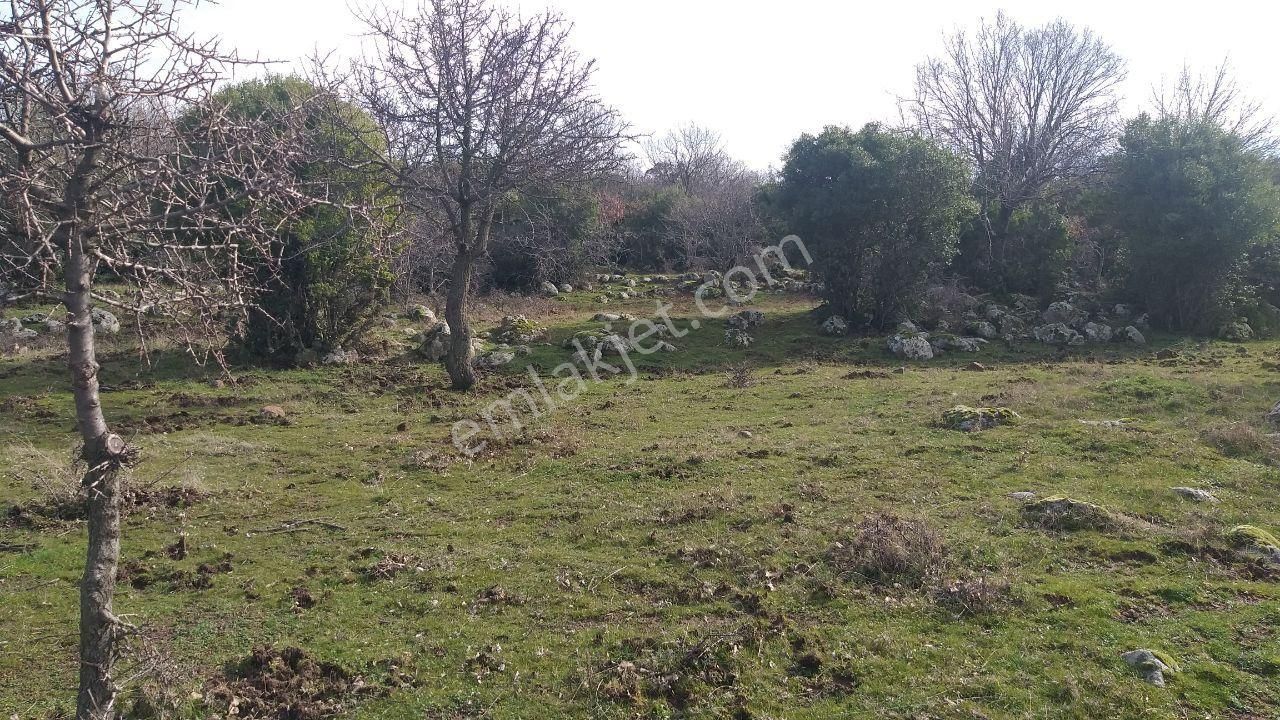 Dikili Merdivenlide Satılık 400mtr Rakımlı 36dönüm Tarla - Görsel 6