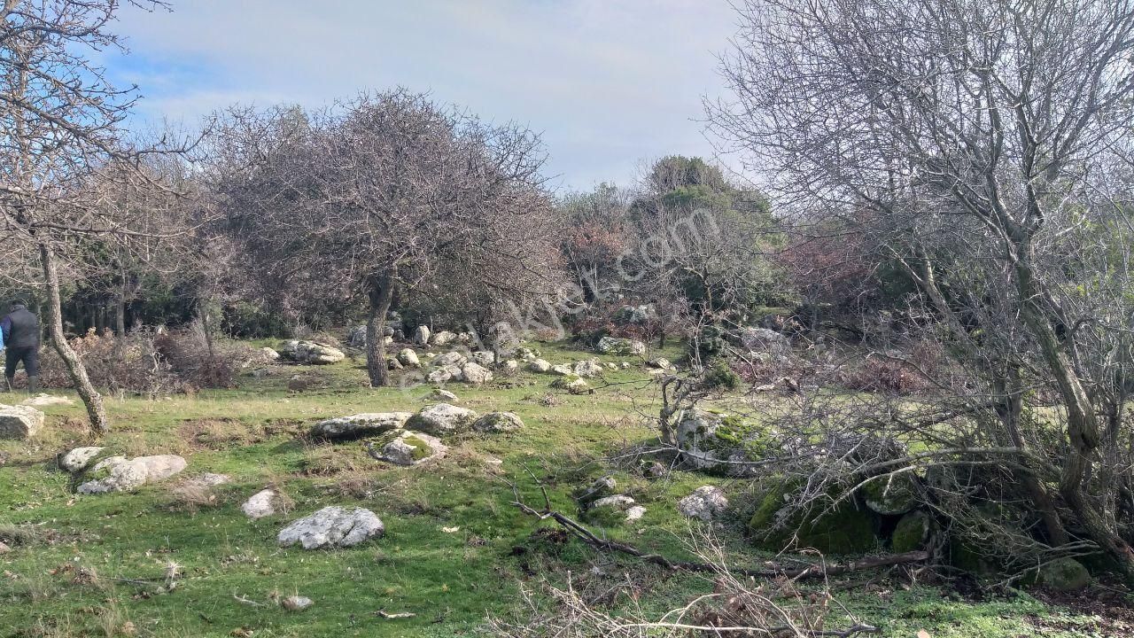 Dikili Merdivenlide Satılık 400mtr Rakımlı 36dönüm Tarla - Görsel 8